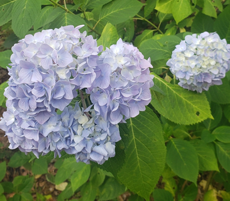 あじさいの季節です